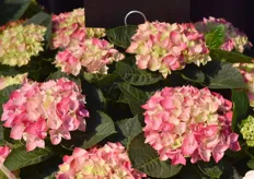 Hi Canal is in zowel roze als paars beschikbaar. Ook dit soort is re-blooming. Daarbij is het een snelle bloeier, in al 8-9 weken staan er mooie bloemen op.